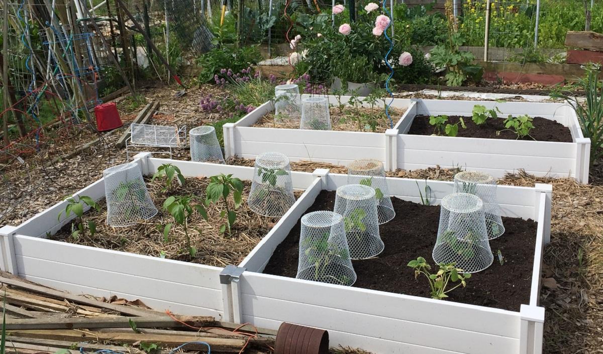 purchased raised beds