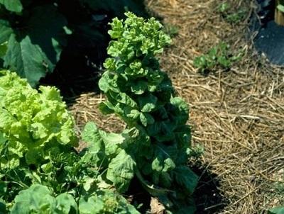 spinach plants forming flower stalks