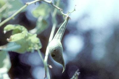 blasted bean flower