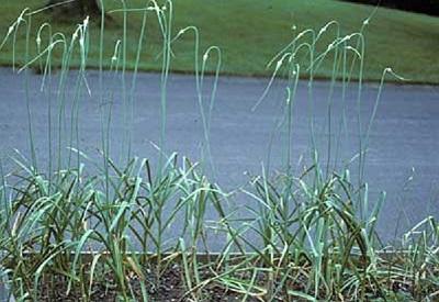 garlic forming seed stalks