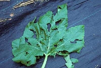 holes in squash leaf from hail storm