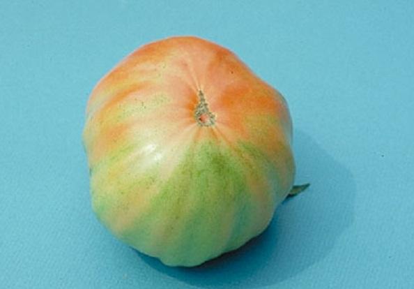 tomatoes ripening unevenly