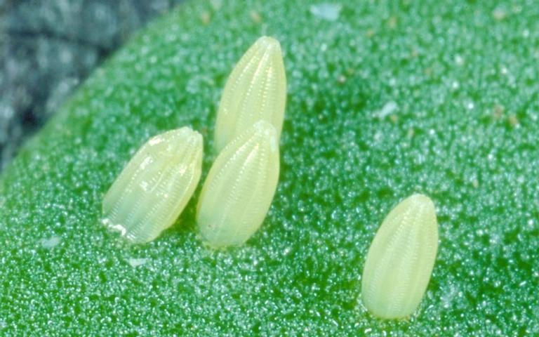 Closeup of cabbageworm eggs Phil Sloderbeck, Kansas State University, Bugwood.org 