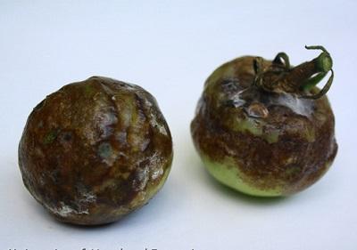 advanced late blight symptoms on tomato fruit