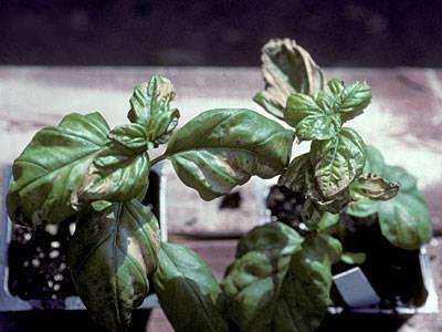 Environmental injury on basil