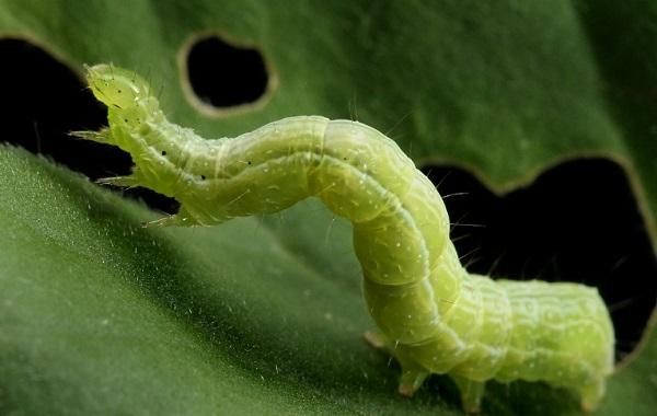 Cabbage looper larva