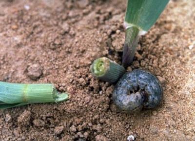 Black cutworm larva damage