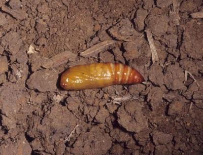 Black cutworm pupa