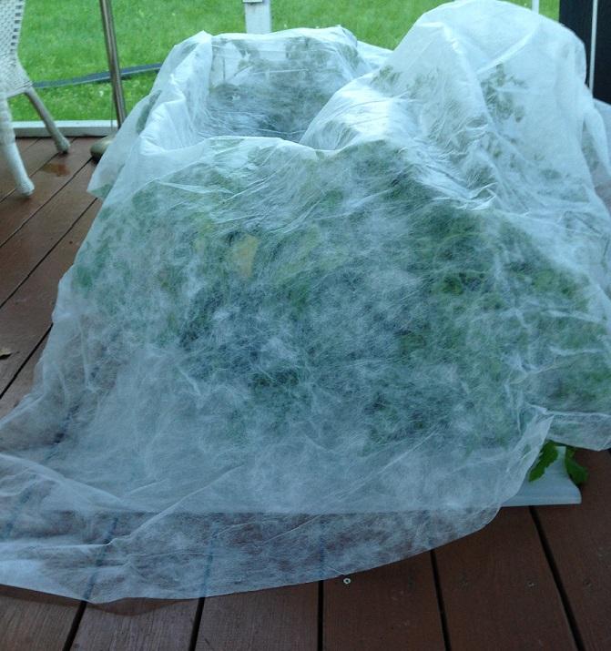 vegetable transplants protected outside with a floating row cover