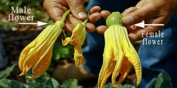 squash male and female flowers