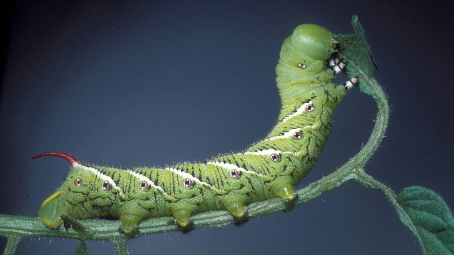 Tobacco hornworm on leaf