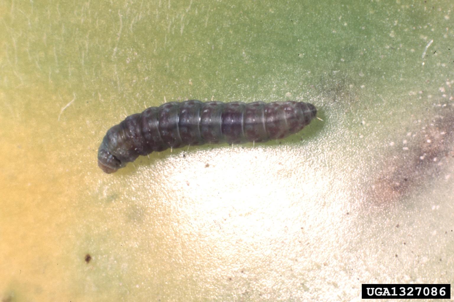 tomato pinworm (Keiferia lycopersicella)