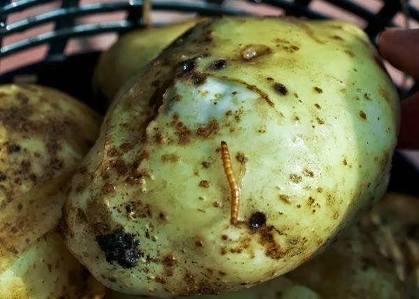 Potato with a hole made by a wireworm