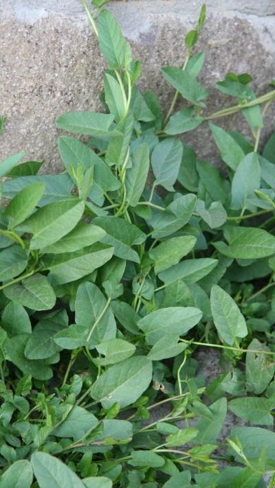 field bindweed foliage