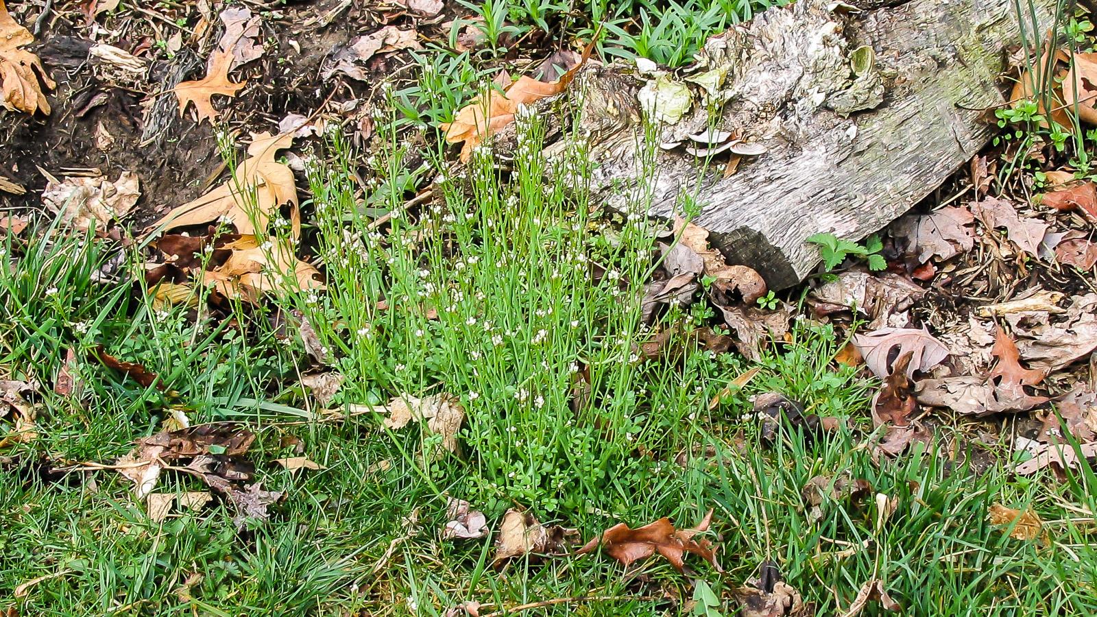 hairy bittercress