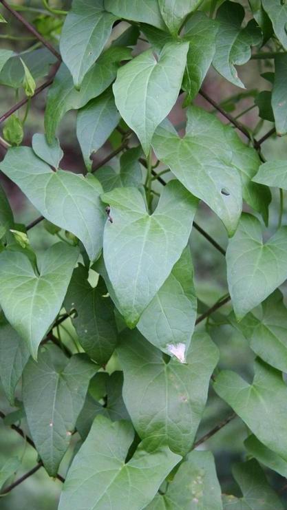 hedge bindweed