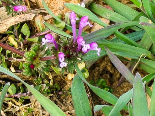 henbit flower