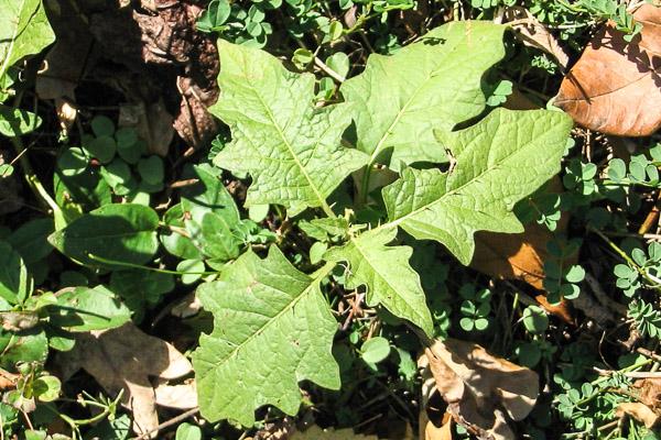 horsenettle foliage