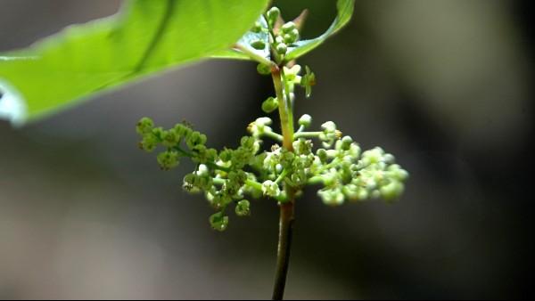 poison ivy flowers