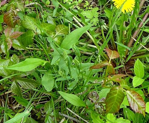 shiny poison ivy leaves