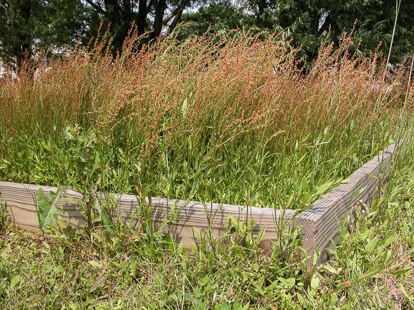 stand of red sorrel in bloom