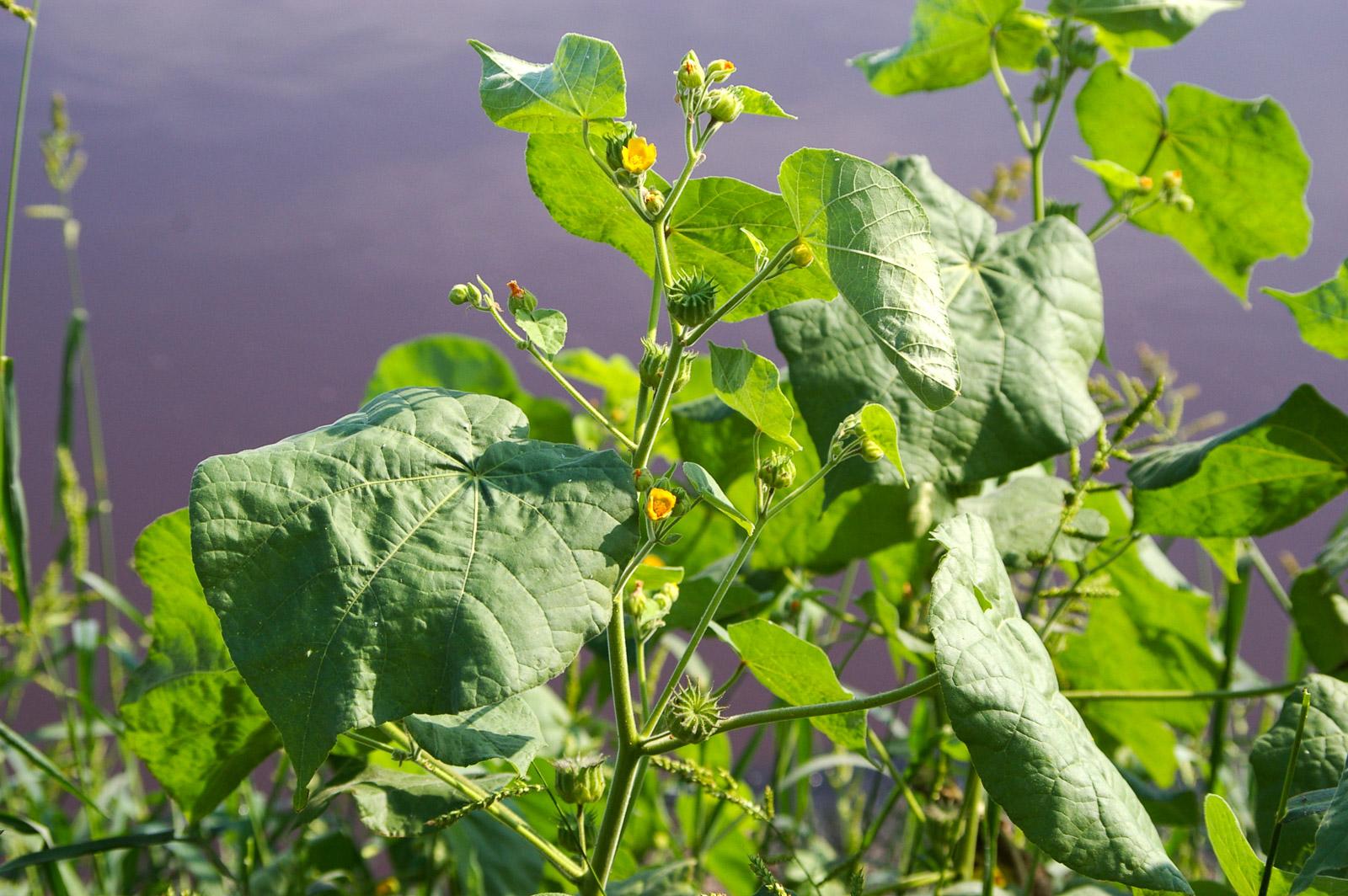 velvetleaf