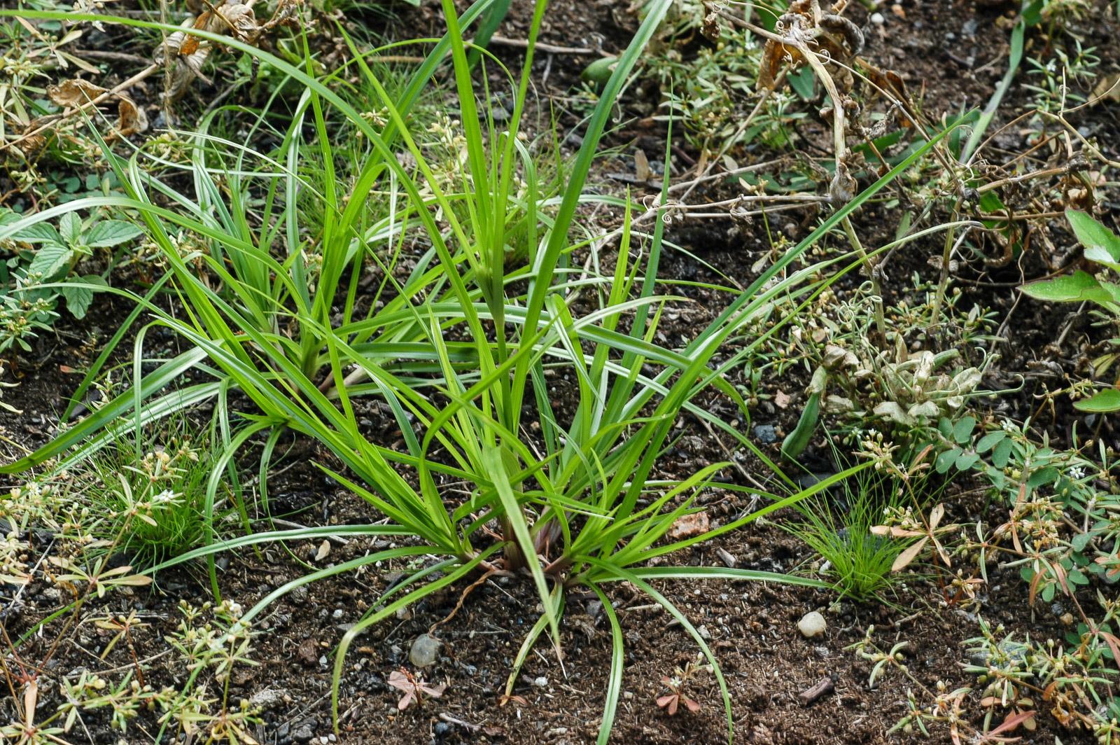 yellow nutsedge