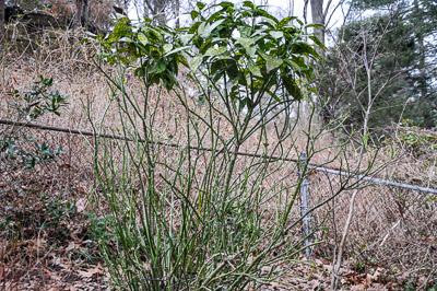 Aucuba shrub damaged by deer feeding