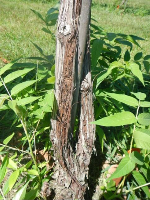 Figure 8. A series of small crown gall formed under the bark. Photo Credit: Mizuho Nita