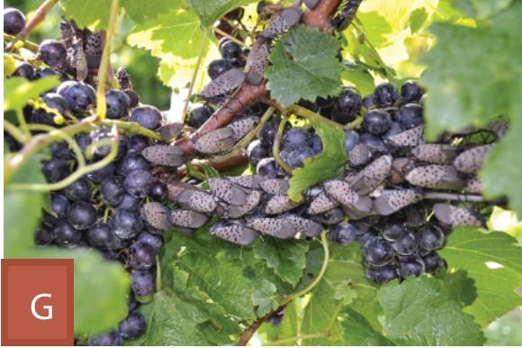 Lanternflies congregating on grapevines