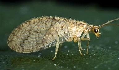 brown lacewing