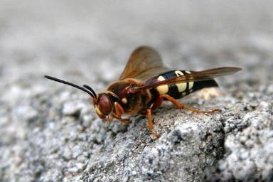 cicada killer wasp