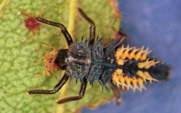 ladybird beetle larva eating aphid