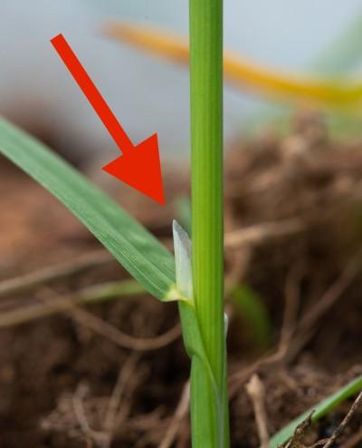 roughstalk bluegrass ligule