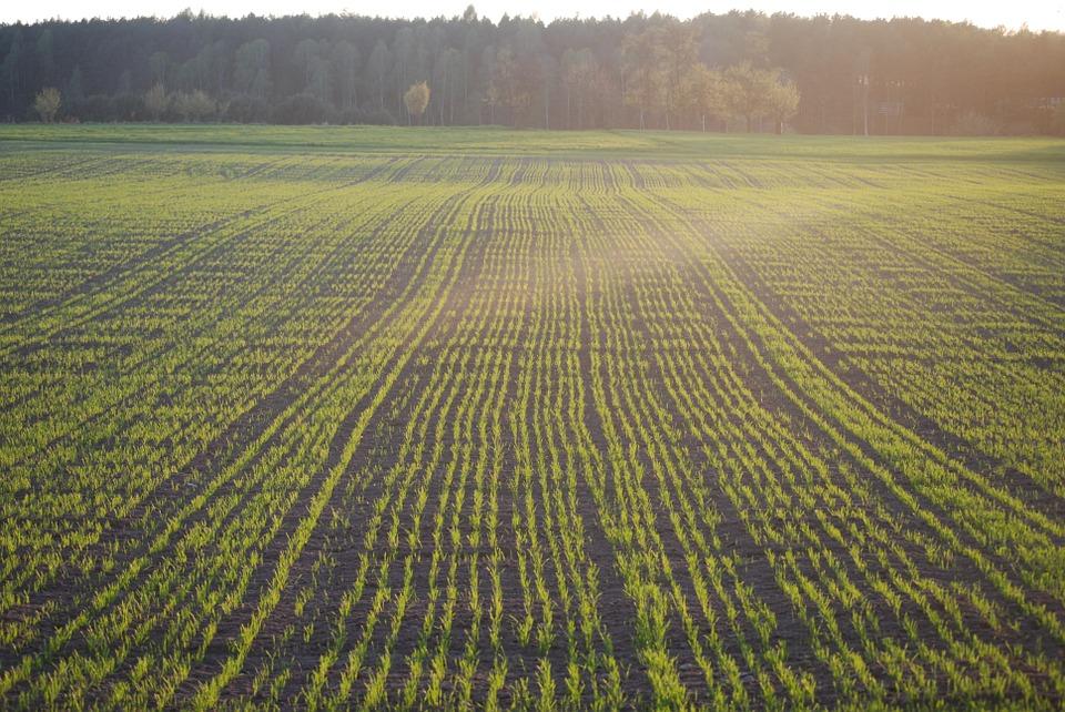 Green wheat field in spring prior to jointing