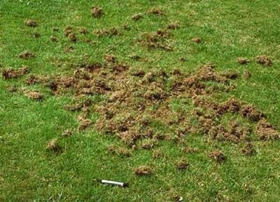 digging in lawn caused by an animal