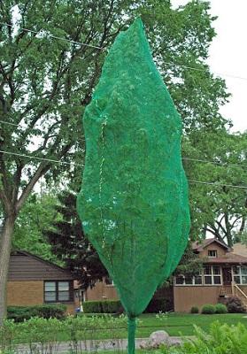 young tree protected from cicadas with netting