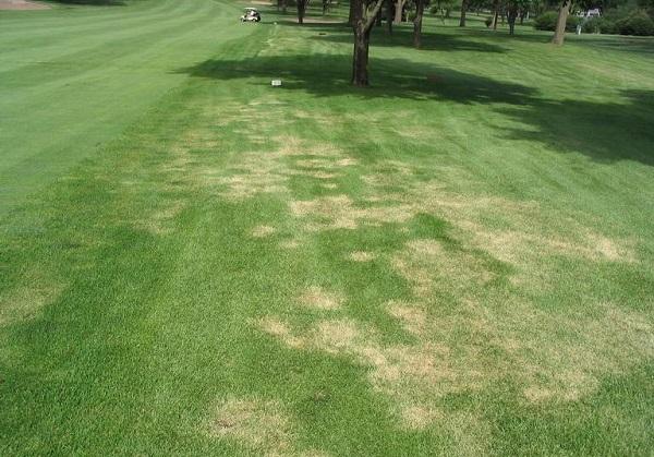 severe summer patch infection on Kentucky bluegrass