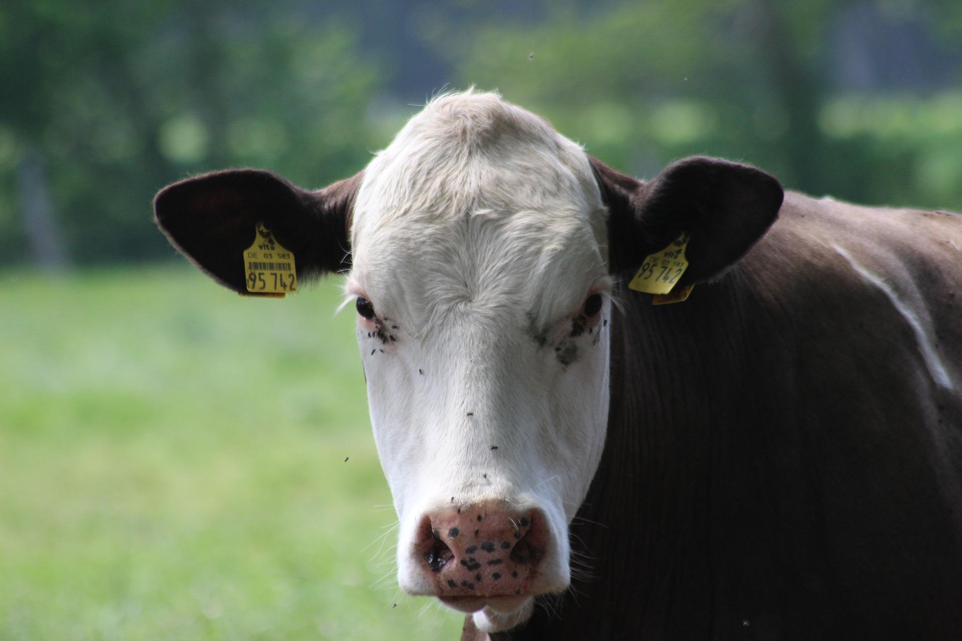 Beef Cattle Face Flies