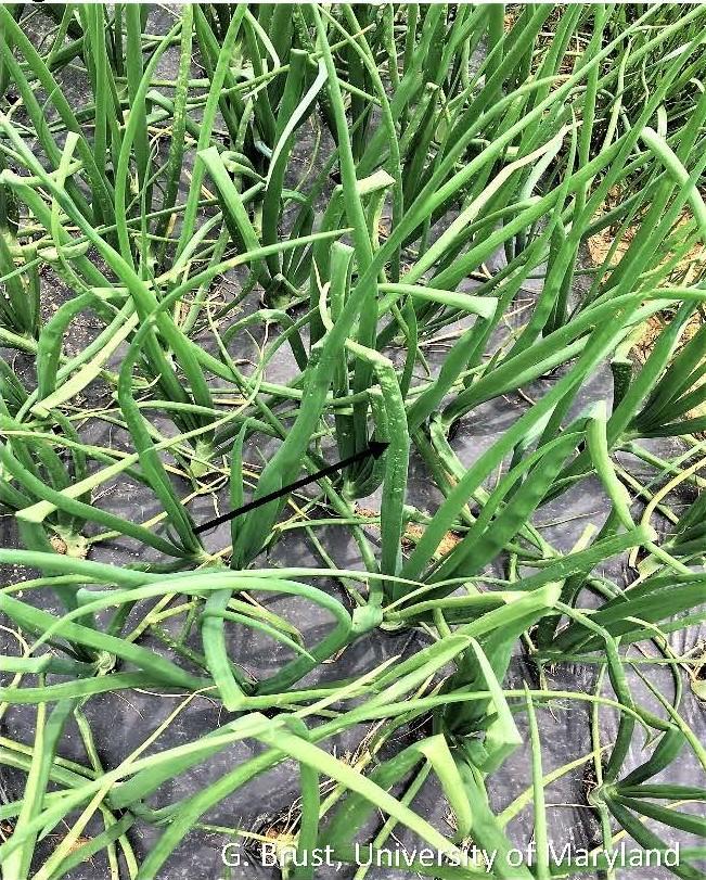 Broken twisted onion stems with white blotches on them