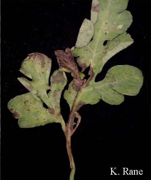 Gummy stem blight on a watermelon leaf