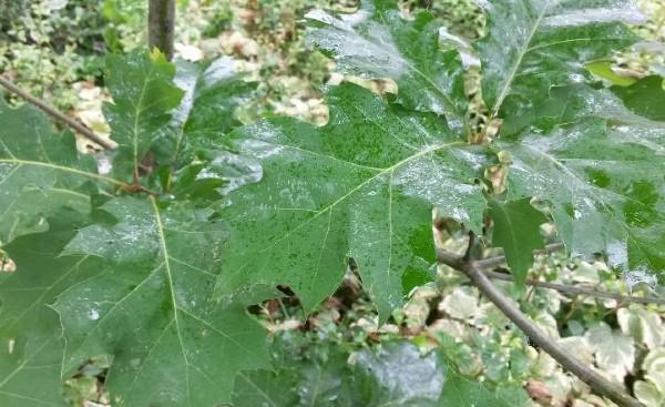 honeydew produced by spotted lanternfly