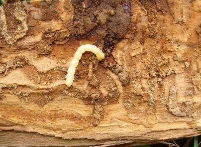 emerald ash borer larva