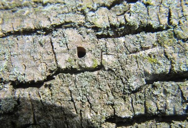 emerald ash borer exit hole