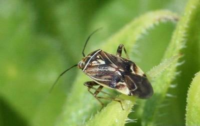 black and tan tarnished plant bug