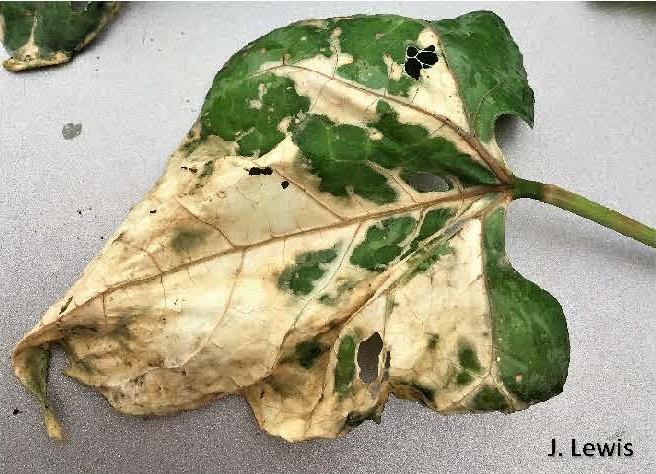 Scald on bean leaf