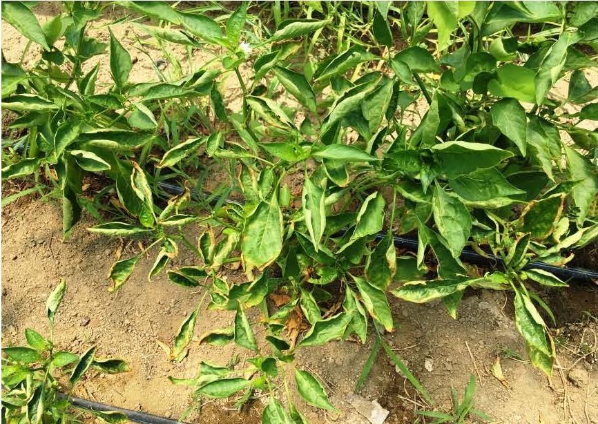 Soluble salt damage to peppers in a high tunnel