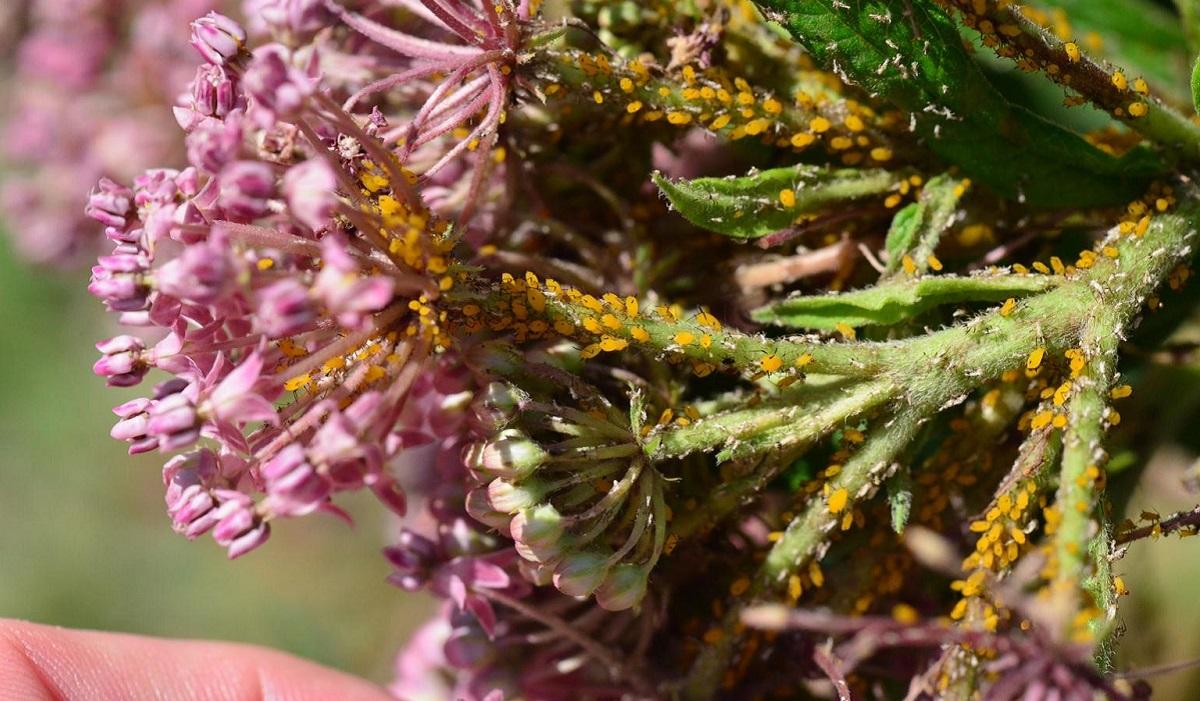 orange oleander aphids on swamp milkweed 