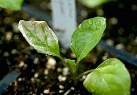 cold damage on vegetable transplant