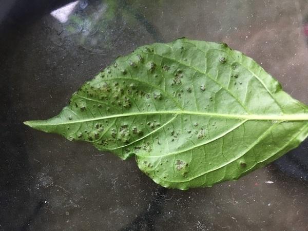 the back of a pepper leaf with raised bumps